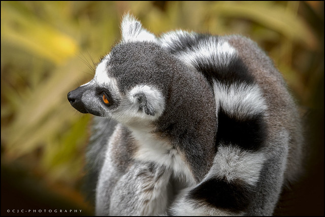 RingTailed Lemur
