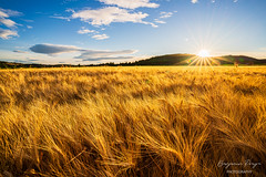 Wheat Field at Sunset III - 25 September 2022 Explore - Photo of Milhaud