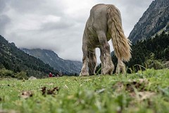 Horse in mountain - Photo of Estaing