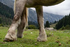Horse in mountain - Photo of Estaing