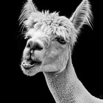 Is it a llama or an alpaca? by Alannah Hebbert