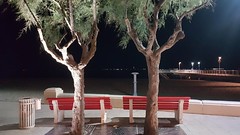 Benches and Trees - Photo of Gujan-Mestras