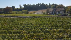 Vines - Photo of Sainte-Colombe