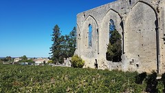 Old wall and vines - Photo of Saint-Vincent-de-Pertignas