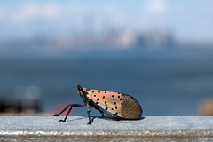 Lanternfly looking at Manhattan NY_DSC8030-cr2-1000