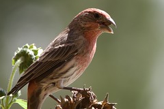 House Finch with Sunflower seed