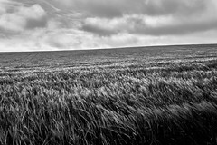 Wheat Field-Escalles - Photo of Coquelles