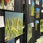 Seagrass Photo Contest