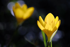 Crocus jaune d-automne ou Vendangeuse - Photo of Fonsorbes