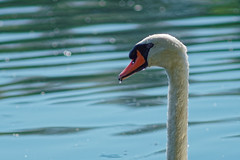 Portrait of a swan - Photo of Herbsheim