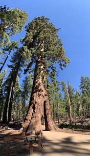 Yosemite: Mariposa Grove, California Tunnel Tree