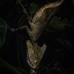 SDZoo - Dead Leaf Mantis 2022-09-19 lo-res