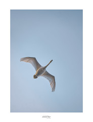 Swan flight !