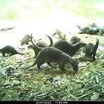 A large group of Smooth-coated otters captured on camera