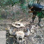 Gaur carcass killed by poachers