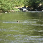A smooth-coated otter observed by the boat survey - position 'A' on the map