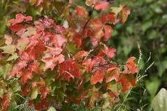 Florida Fall Foliage - Red Maple