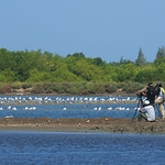 Regular bird monitoring to understand the distribution, habitat preference and utilisation of salt pans by shorebirds