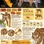 Sumatran tiger educational poster