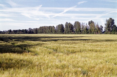 Field - Photo of Herbsheim