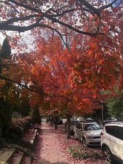Trees with brilliant red leaves, fall color on Wyoming Avenue NW, Kalorama, Washington, D.C.