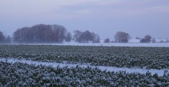 Icy field - Photo of Lieurey