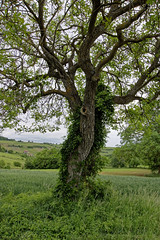 Tree - Photo of Muhlbach-sur-Bruche