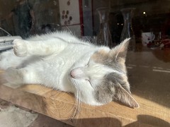 Sleeping kitty in Limoges cafe - Photo of Chaptelat