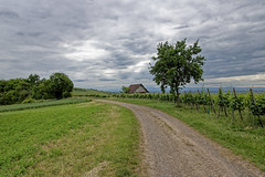 Follow the path - Photo of Muhlbach-sur-Bruche