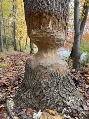 Seneca Creek State Park foliage - 25 Oct 2022