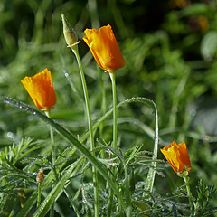 Fleurs d-Automne - Photo of Savennières