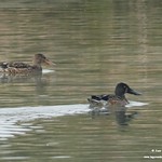 Aves en las lagunas de La Guardia (Toledo)  30-10-2022