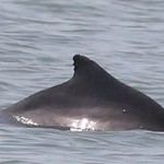 Atlantic humpback dolphin - photo-identified based on natural markings on dorsal fins