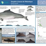 Identification guide - Atlantic humpback dolphin