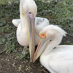 Pelicans by Paul Lambeth