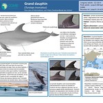 Identification guide - Common bottlenose dolphin