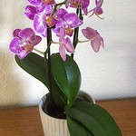 Up Close & Personal With An Orchid by Sue Ould
