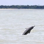 Atlantic humpback dolphin jumping