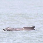 Atlantic humpback dolphin mother and calf