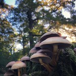 Mushrooms by Denise Slark