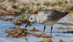 Red Knot- SunWest Park