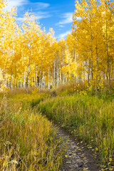 Green Path to the Golden Aspens