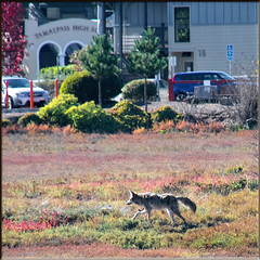 A Coyote In The Marsh Just Across From The High School