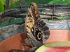 Butterfly Farm - An exhibition of work from Leigh Tucker