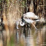 Aves en las lagunas de La Guardia (Toledo)  6-11-2022