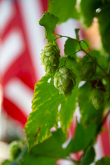 Hops on the vine, Virginia Beer Museum