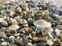 funghi and stones - Photo of Landes