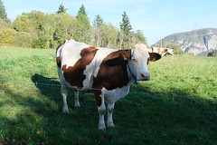 Vaches @ Bellegarde-sur-Valserine - Photo of Péron