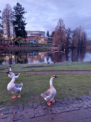 DFG Ducks in Winter - Photo of Morsbach