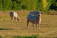 White bull - Photo of Herbsheim